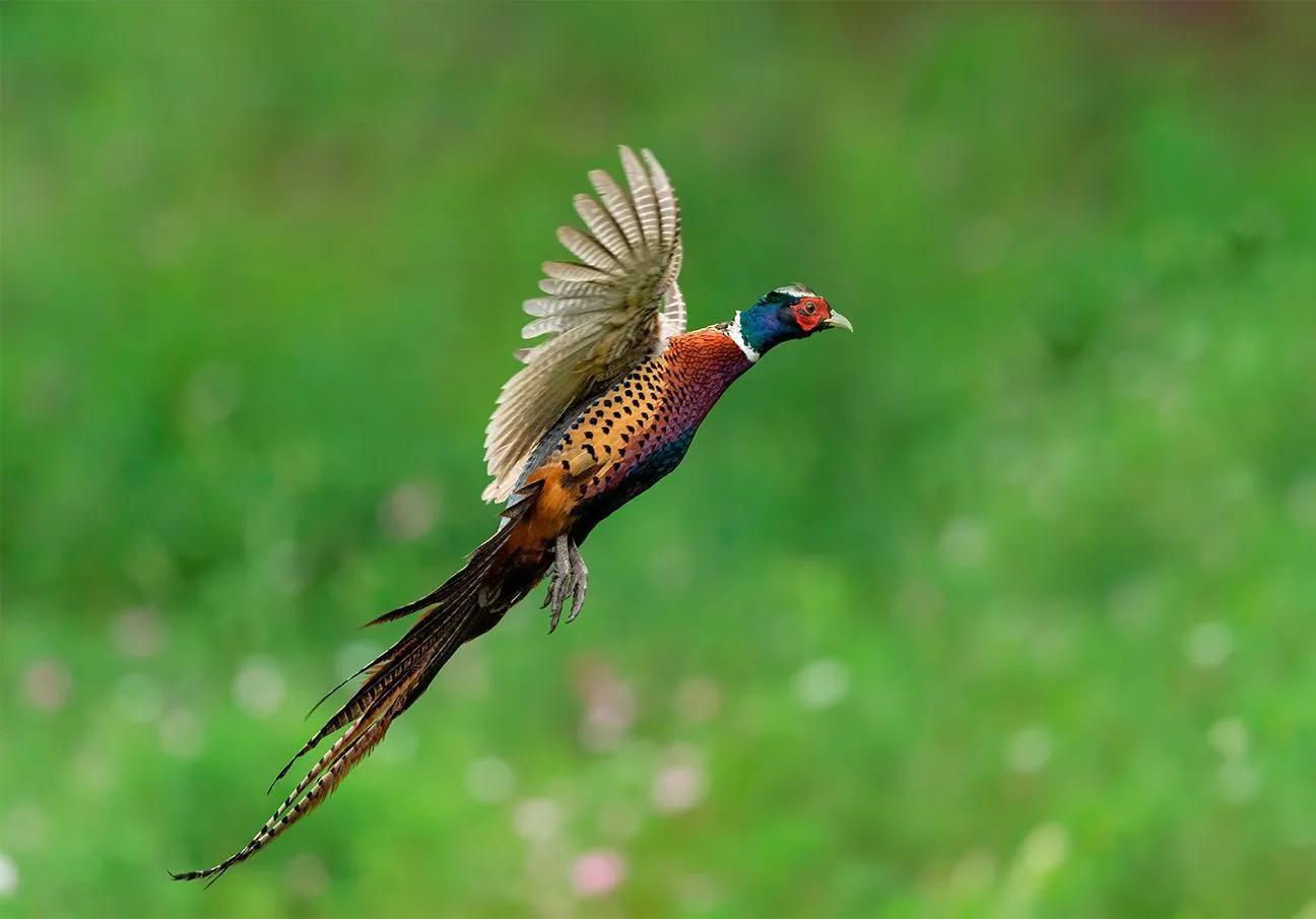 雉鸡是几级保护动物(雉鸡的营养价值与功效) - 美客网