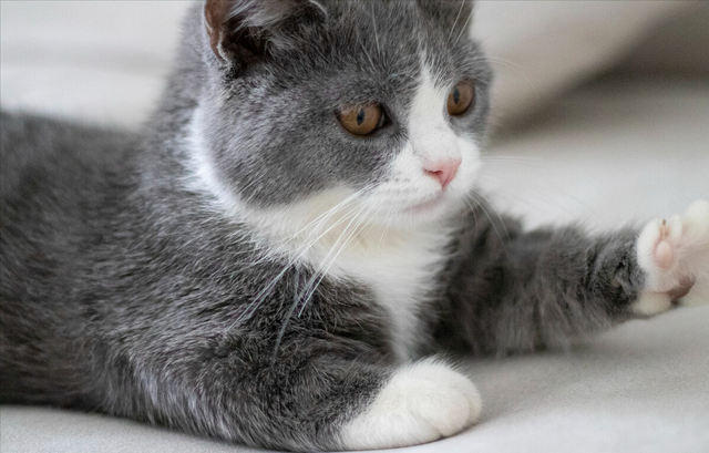 猫的寿命一般有多长，猫咪的寿命最长多少年（这几种猫咪寿命较短）