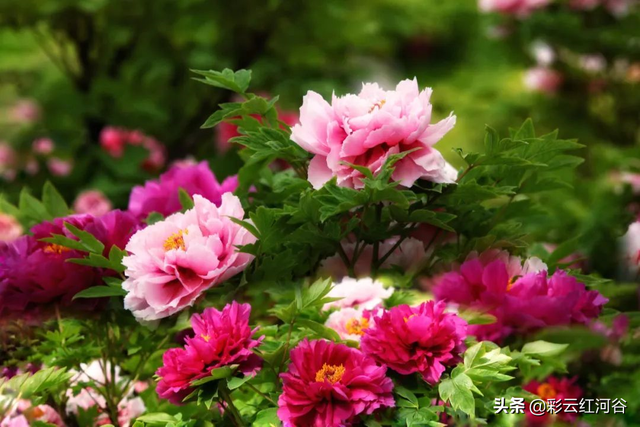 山茶花花语及代表意义，山茶花的花语和象征（你喜欢什么花，就是什么人）