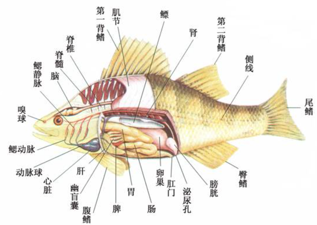 海水盐度是多少，渤海湾海水盐度是多少（海洋动物也需要喝水）