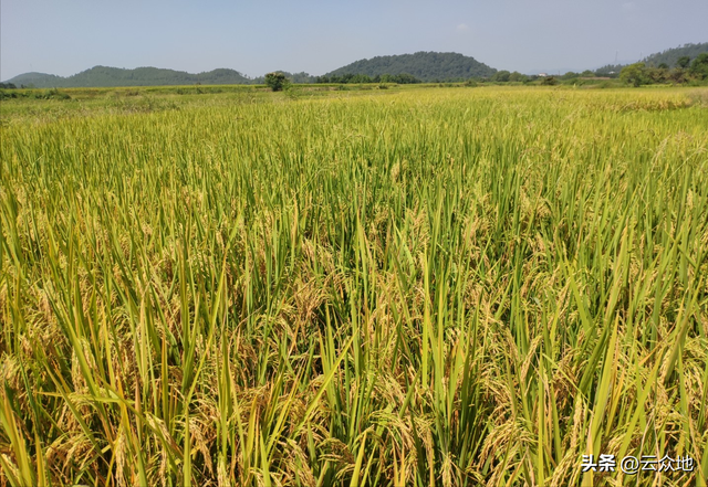 种粮大户利润下降，干旱、成本上涨、人工难请