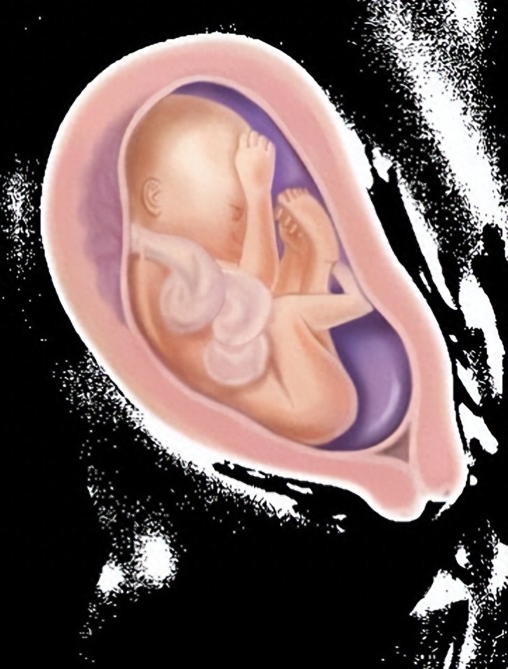 怀孕22周胎儿图图片