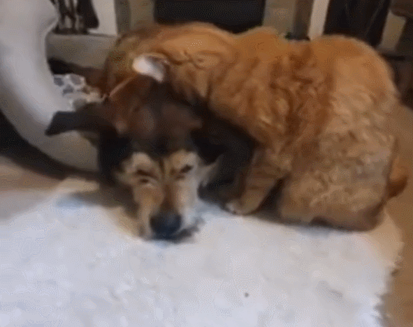 可爱猫，可爱猫咪名字（歪果网友分享各种古怪可爱的小猫咪图片）