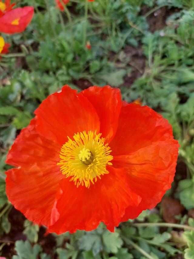 笑颜如花笑靥如花什么意思，笑靥如花什么意思（门当户对的爱情）
