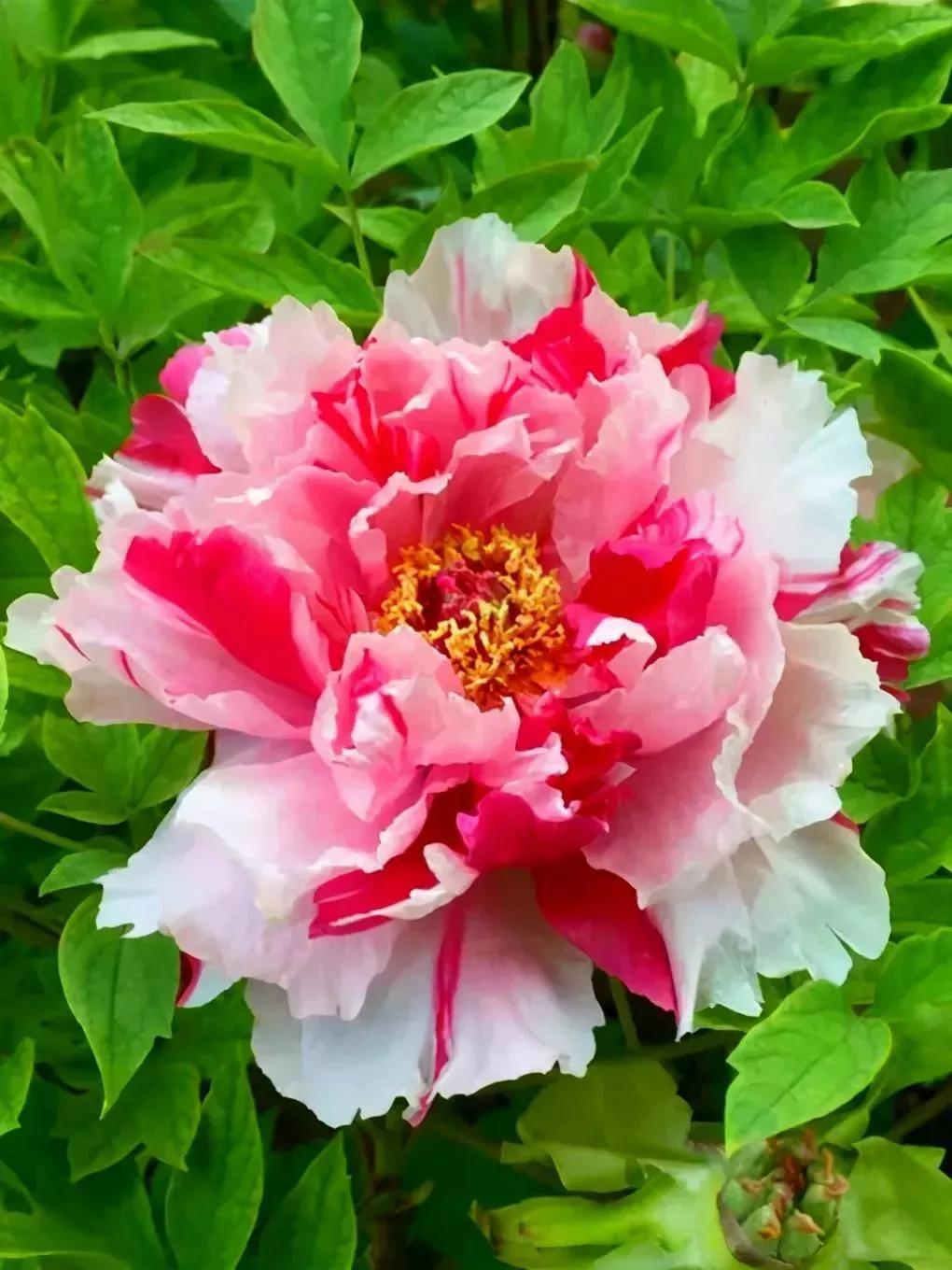 牡丹花图片欣赏(一组美到极致的牡丹花) - 彝家农业网