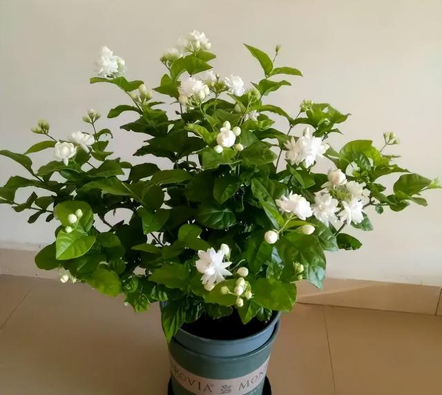 什么花好看又好养，开花好看又好养的花卉（种一盆好看又好养）