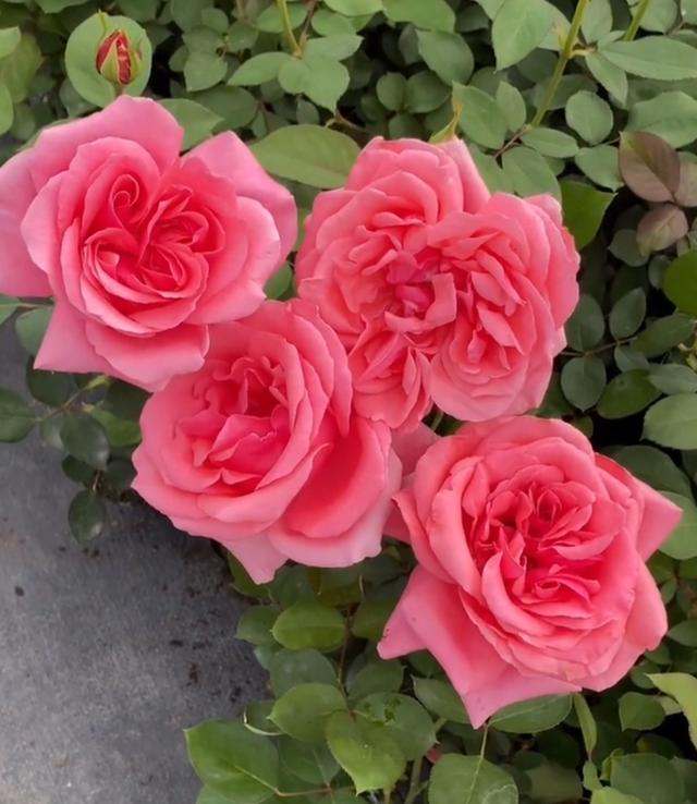 梦露和艾莎月季的区别，月季梦露百科（12种大花月季）