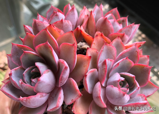 多肉的生长环境，多肉植物适合在什么温度下生长（但你知道多肉主要产自3个地方）