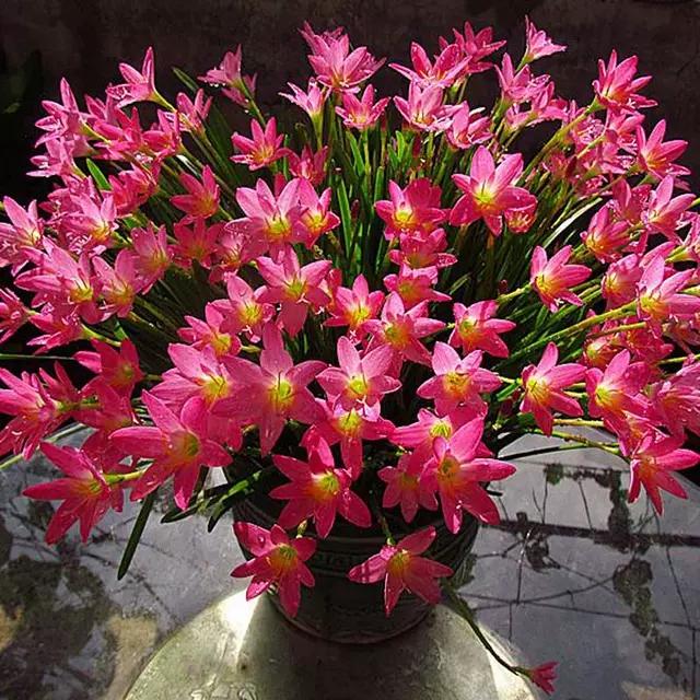 风雨花的花语是什么，风雨花的花语和寓意（做好“1翻3养”）