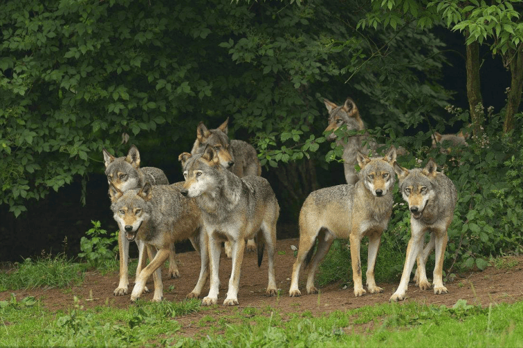 狼固然厉害,狼群更是无敌般的存在,但是狼也有自己的弱点.