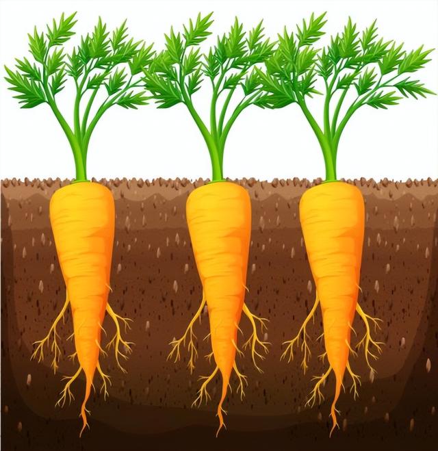 胡萝卜的营养价值,胡萝卜的营养价值有什么(胡萝卜的营养和种植)