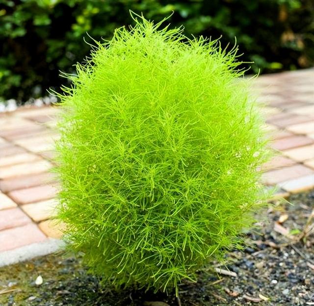 笤帚菜，却不知还是极品野菜（笤帚菜有什么好处）