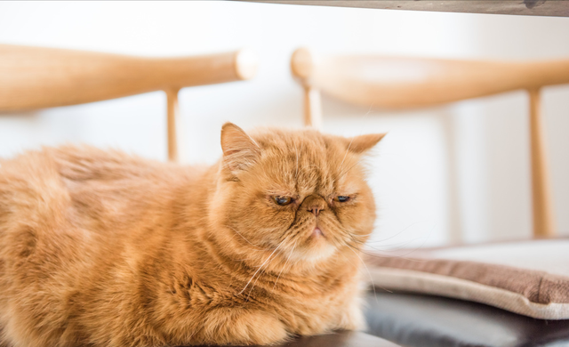 猫的寿命一般有多长，猫咪的寿命最长多少年（这几种猫咪寿命较短）