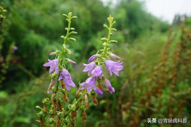 曼陀罗花的图片，曼陀罗花是什么（301味中药材的原植物彩色图谱）
