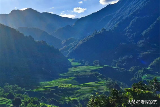 名山帕沙古树普洱生茶，01帕沙古树茶