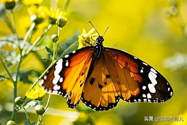 蝴蝶在花朵上干什么，蝴蝶与花的寓意象征（蝴蝶翩翩起舞在花朵上）