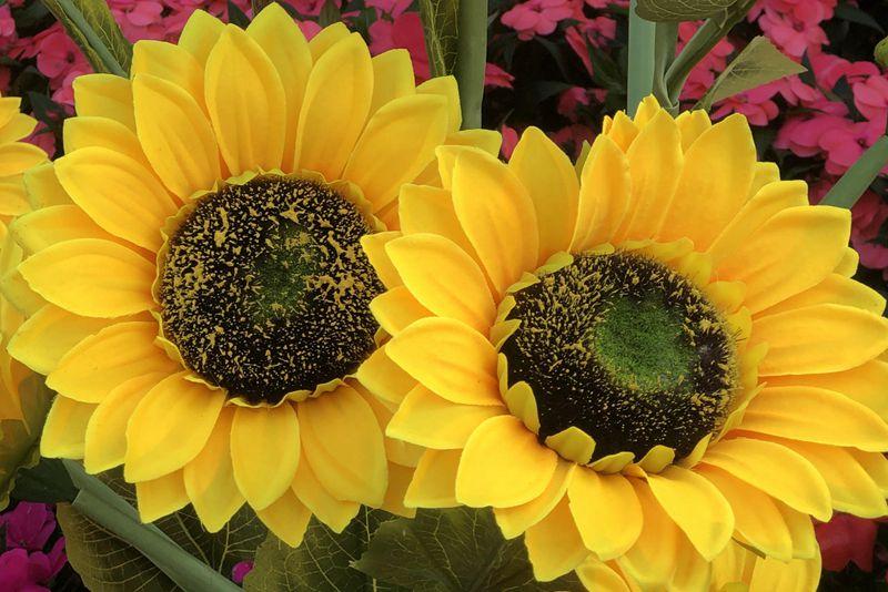 麒麟花的寓意是什么，客厅摆放麒麟的图片（海南迎春花市年味渐浓）