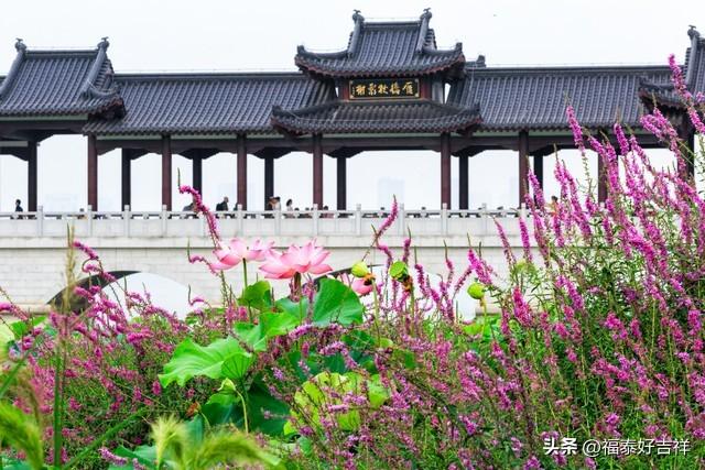 纯朴和淳朴的区别，纯朴和淳朴的用法有什么不同（随感录分享<5>《淳朴》）