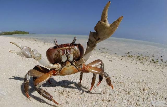 田园女和螃蟹女是什么意思，螃蟹女田园女什么意思（娶妻千万不要娶“螃蟹女”）