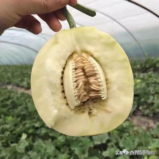 绿色的哈密瓜叫什么，绿色的哈密瓜叫什么名字（哈密瓜、蜜瓜、网纹瓜、香瓜、羊角蜜傻傻分不清）