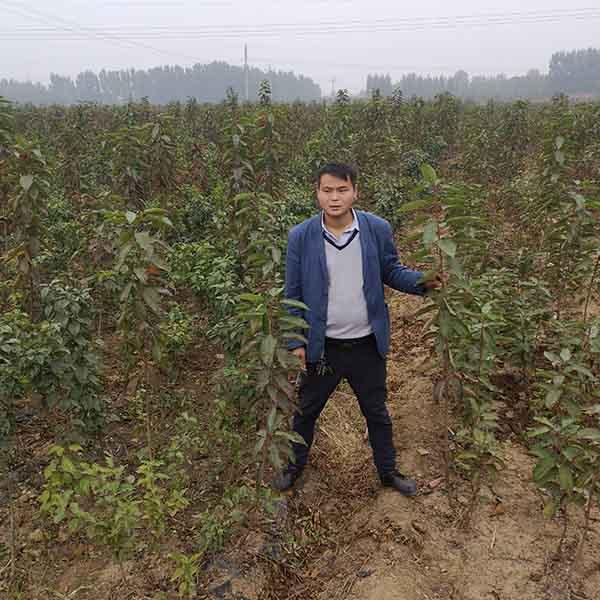 樱桃树的特点，樱桃树的特点描写（矮化1-2年的罗亚明车厘子树苗）