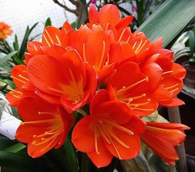 夸赞女人漂亮的句子，夸女人的美言佳句（女人如花，绚烂绽放，活出精彩）