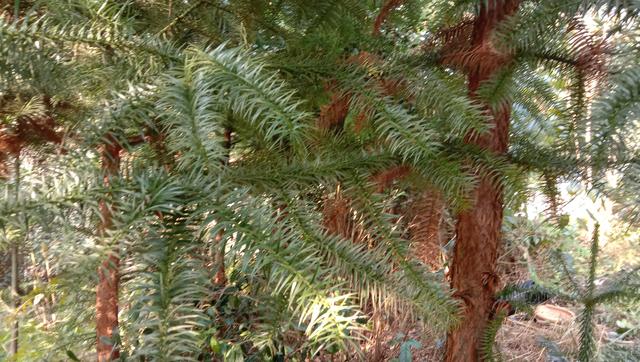 杉树(各种杉树图片,农民当柴火烧的杉木叶有啥用(杉树图片大全高清