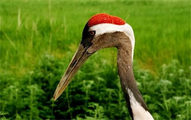 鹤顶红主要成分，鹤顶红主要成分鹤顶红服下的症状（鹤顶红被叫作毒药之王）