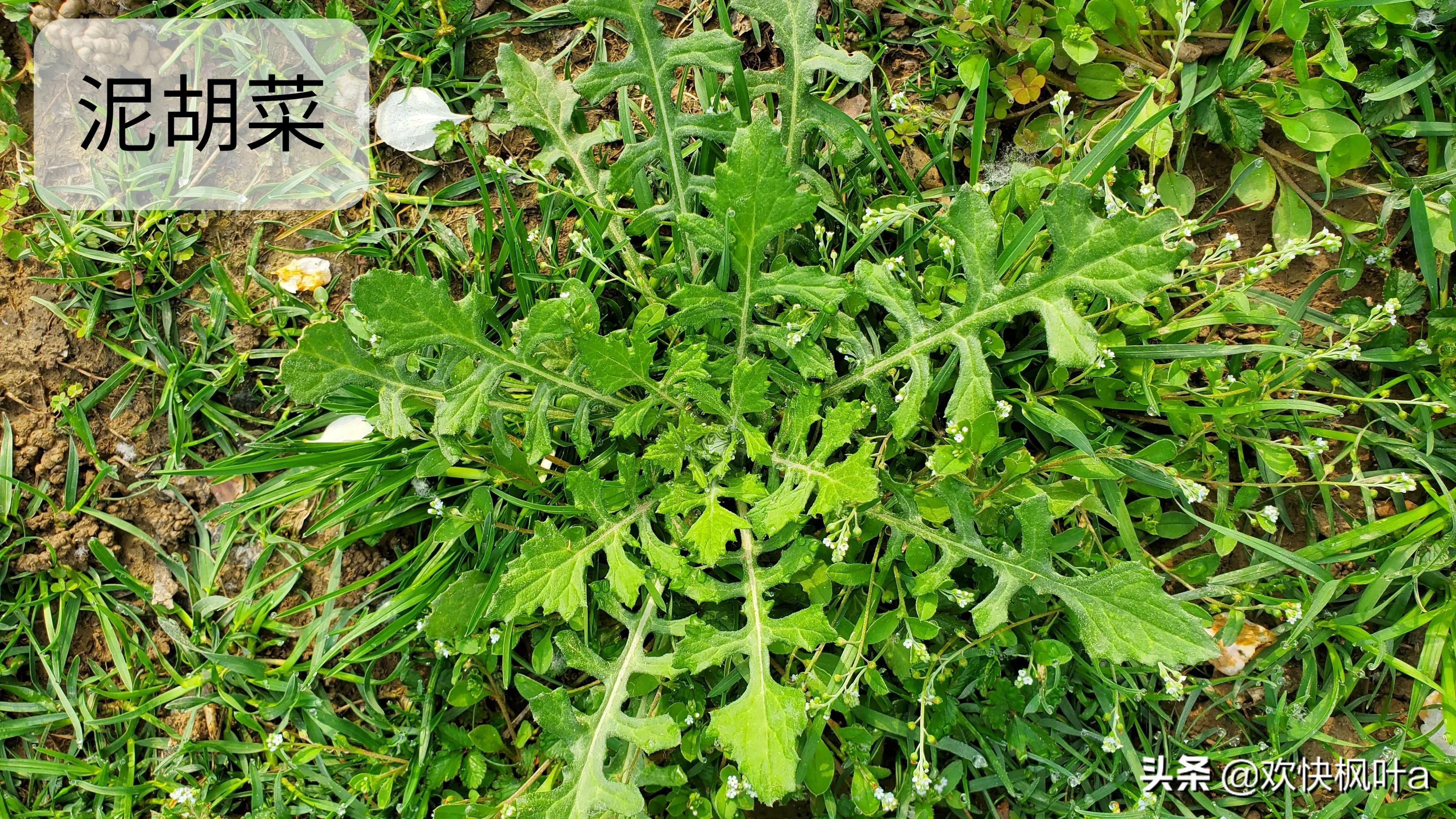 芥菜到底有几种，芥菜有哪些种类（荠菜、蒲公英、泥胡菜分辨）