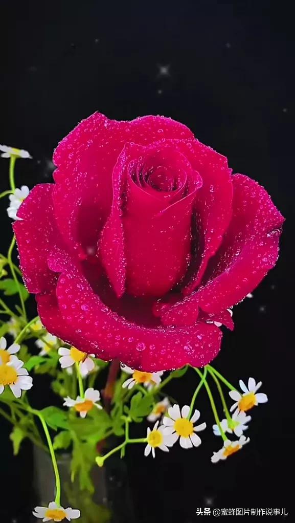 腊梅图片，一花一世界（腊梅图片）