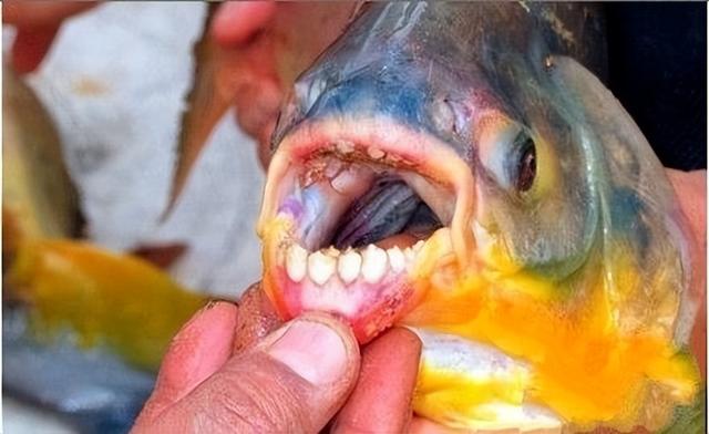 亚马逊河在哪里，亚马逊河在哪里（充满危险生物的亚马逊河有多可怕）