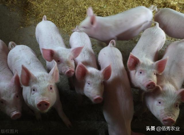 猪价年底会涨价吗，贺州市今日生猪价格多少钱（这次猪头大涨的原因是什么）