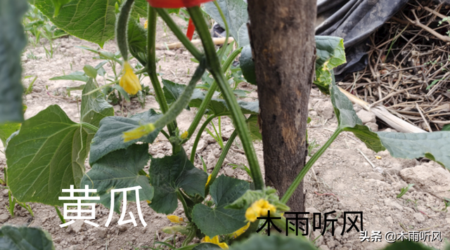 黄瓜搭架详细方法图片，黄瓜架子怎么搭（怎样提高，黄瓜连续坐瓜的能力）