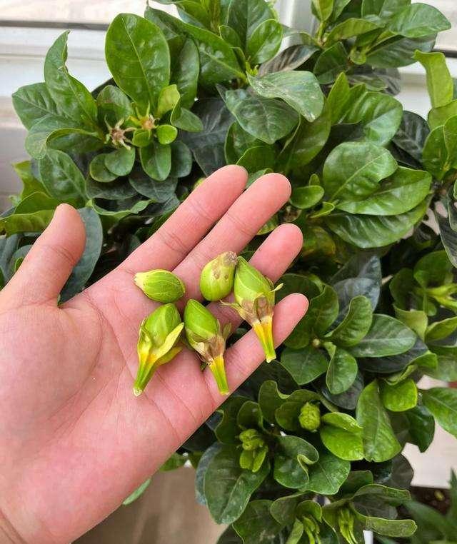 10种不吉利的花，5种花越养越“不吉利”