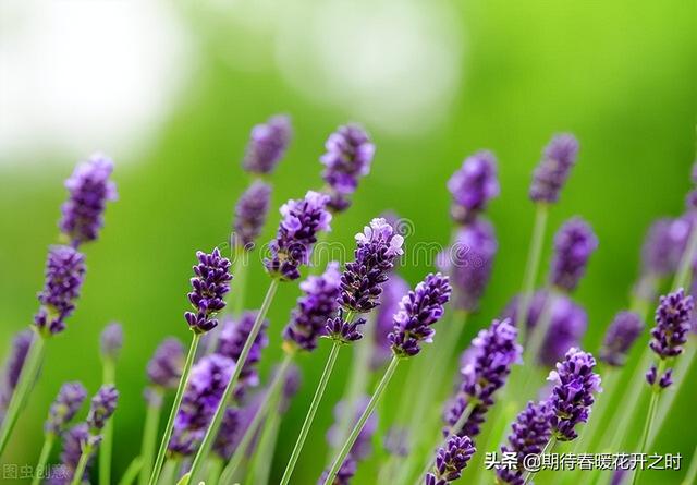 薰衣草花语是什么，薰衣草好种吗（薰衣草花寓意-奇迹、浪漫、与爱再相遇）