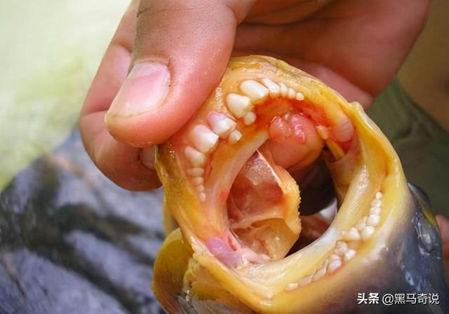 世界上最恐怖的鱼类是什么，世界上最恐怖的鱼是什么鱼,排行榜（十大恐怖生物告诉你）