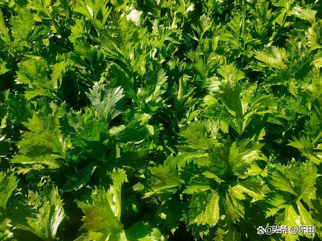 秋天丰收的农作物有什么，秋天丰收的农作物有什么句子（好多农作物丰收了）