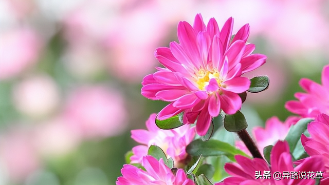 格桑花是什么花，格桑花有哪些特性（秋英、翠菊、金露梅到底是哪种花）