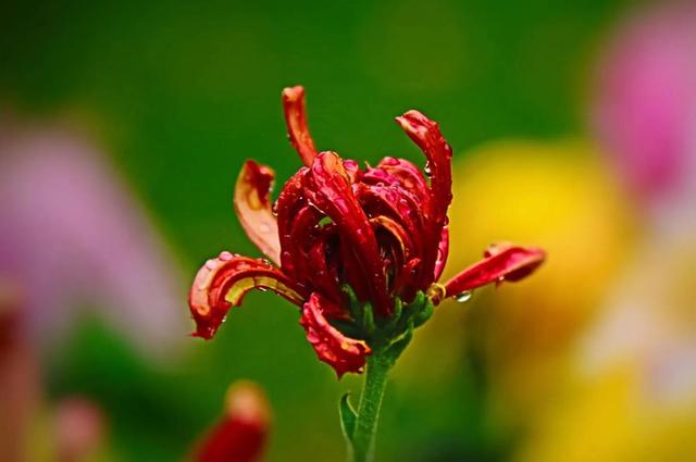 重阳节和菊花有什么关系，重阳节菊花代表什么意思（重阳节与菊花）