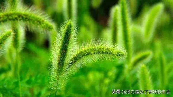 薄荷花的花语是什么，那些令人惊艳的花语