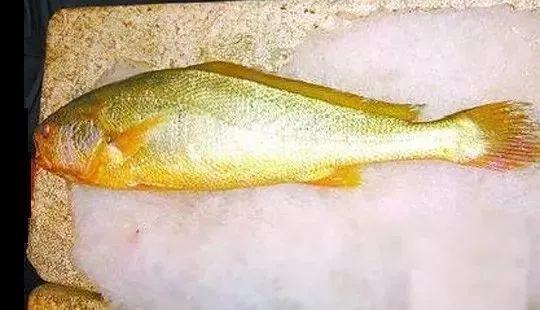 小黄鱼长大后会不会变成大黄鱼，为什么小黄鱼长不成大黄鱼（这几种鱼样子都很相似）