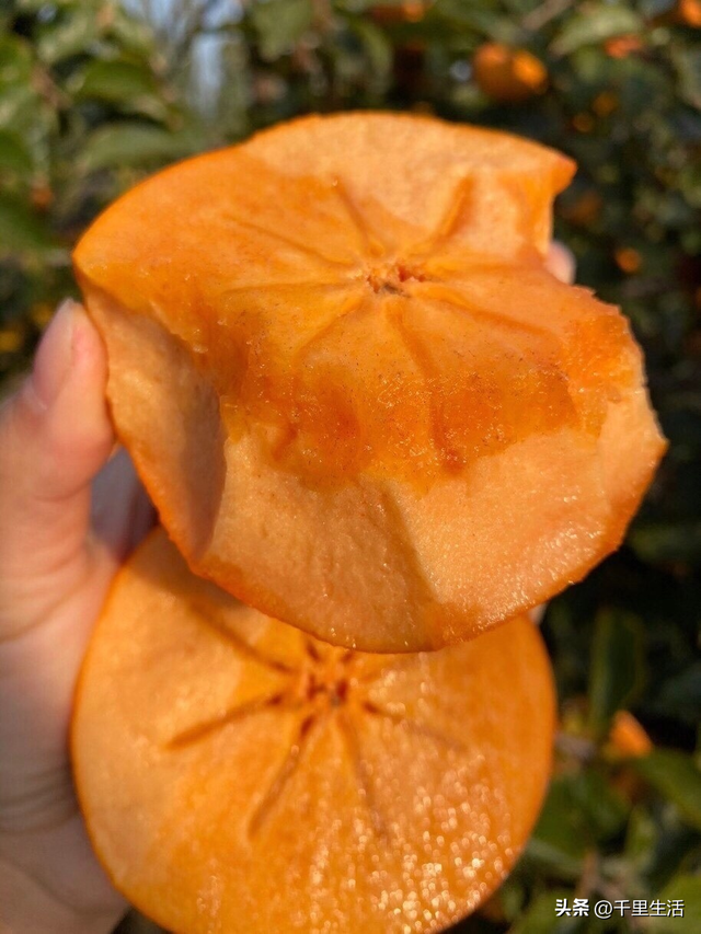 什么品种的脆柿子好吃，什么产地的脆柿子好吃（陕西巧克力糖心脆柿）