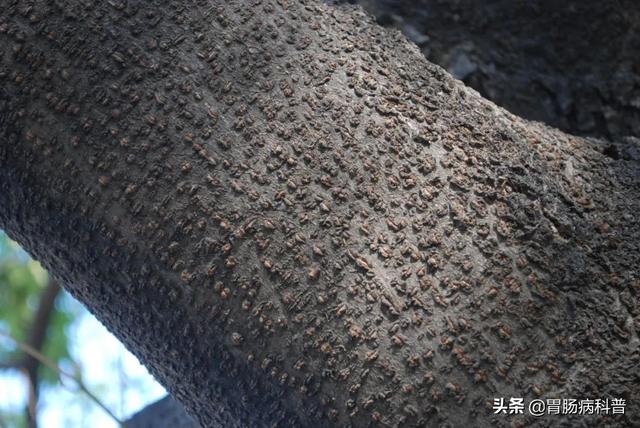 曼陀罗花的图片，曼陀罗花是什么（301味中药材的原植物彩色图谱）