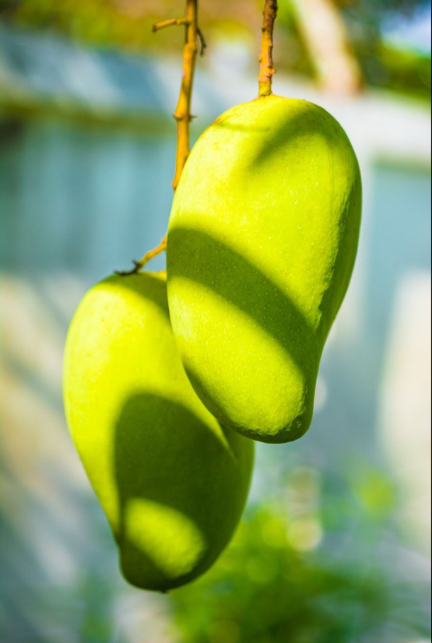 带你解读热带果王芒果，为什么芒果是热带果王（每日一花4.22）