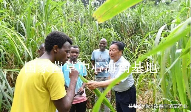 菌草（菌草颗粒饲料，这种“幸福草”为啥如此“香”（菌草有机肥）