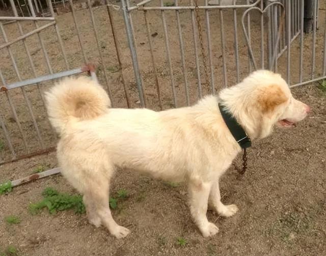 招财又吉利的狗名字，给狗取什么名吉利招财（老一辈常挂在嘴边的“招财狗”）