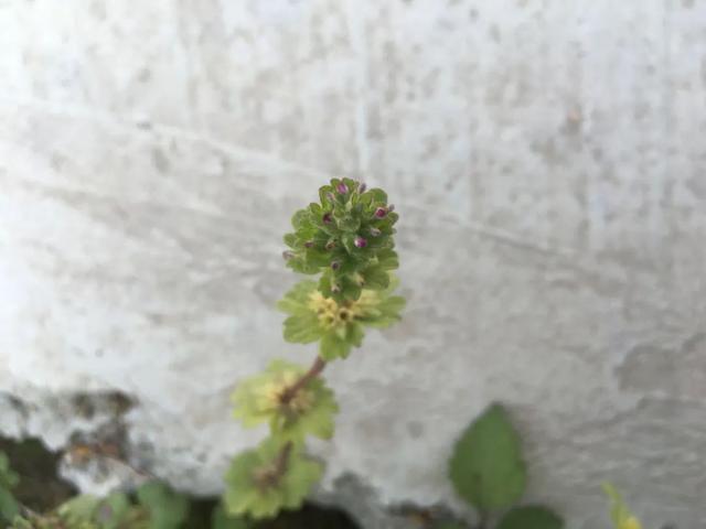 珍珠莲的功效与作用，也叫“接骨草”、“珍珠莲”