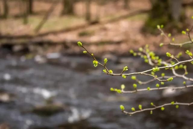 关于春分的古诗词，关于春分的古诗词是四句（人间万物皆恰好）