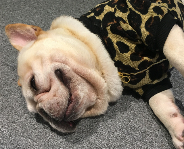 法国斗牛犬，国人最爱的“法国斗牛犬”（法国斗牛犬怎么训练大小便）