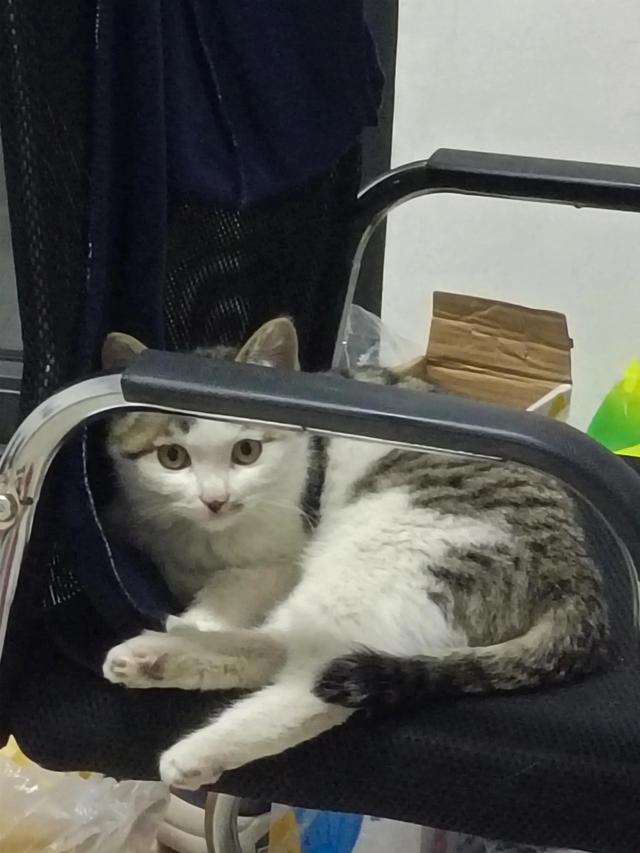 中国狸花猫奶猫多大断奶，狸花猫母猫成年体重（2022年3月25日晚上）